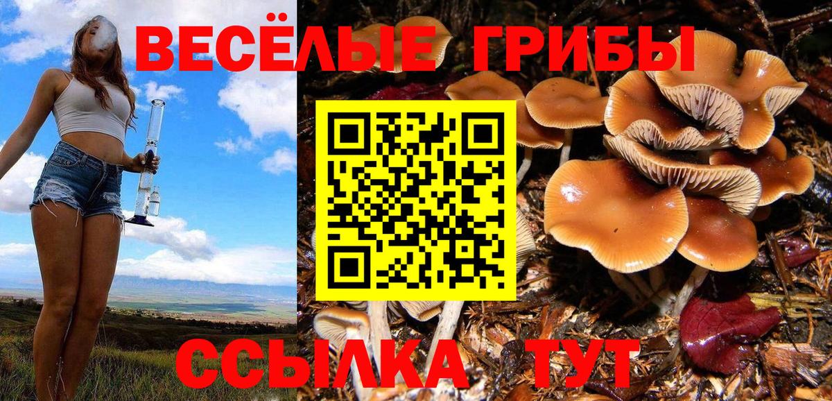 Псилоцибиновые грибы Psilocybine cubensis Кизилюрт